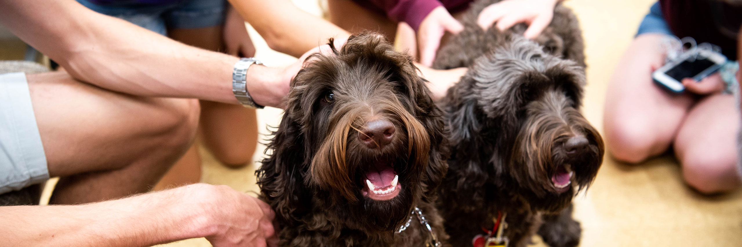 Students enjoying a moment of connection as they affectionately pet two dogs.