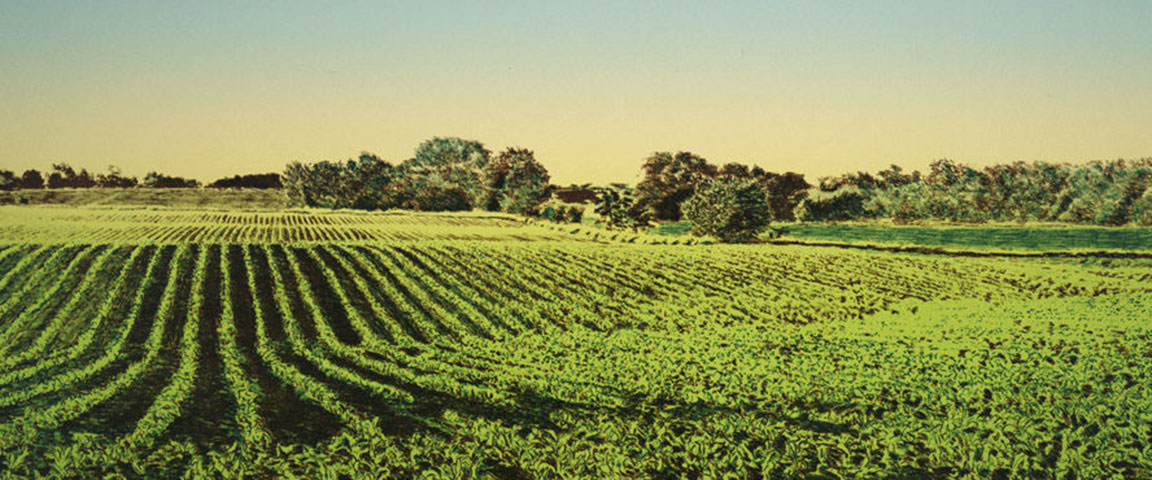 Illustration of rolling hills covered by corn fields 