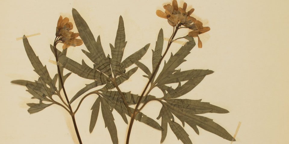 Pressed mustard plant from Meier's herbarium