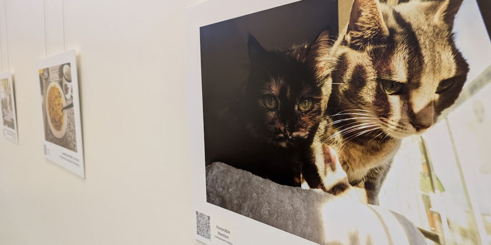 Winning photo entries hung on a wall